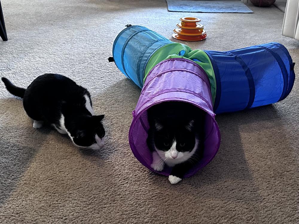 Pixie“pixie: Queen Of