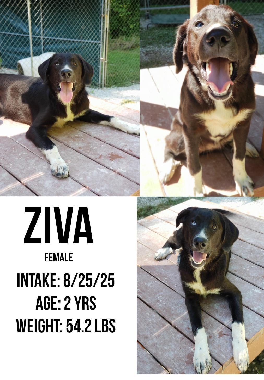 Ziva
