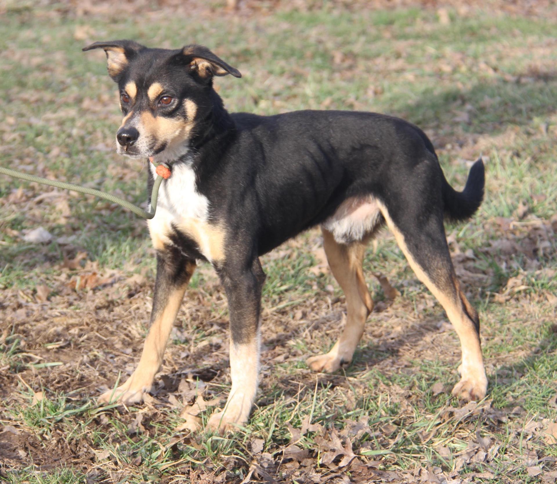 A young medium-sized male Tricolor (Brown, Black, & White) Australian Cattle Dog / Blue Heeler dog named Ernie for adoption in Marietta, OH