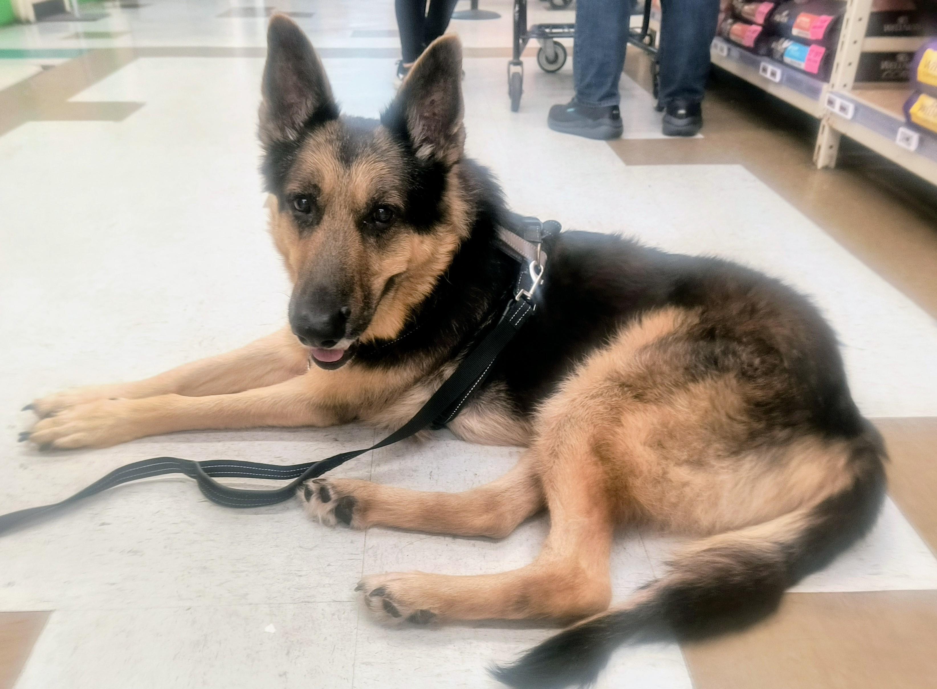 Max Sweetheart Gsd Needs