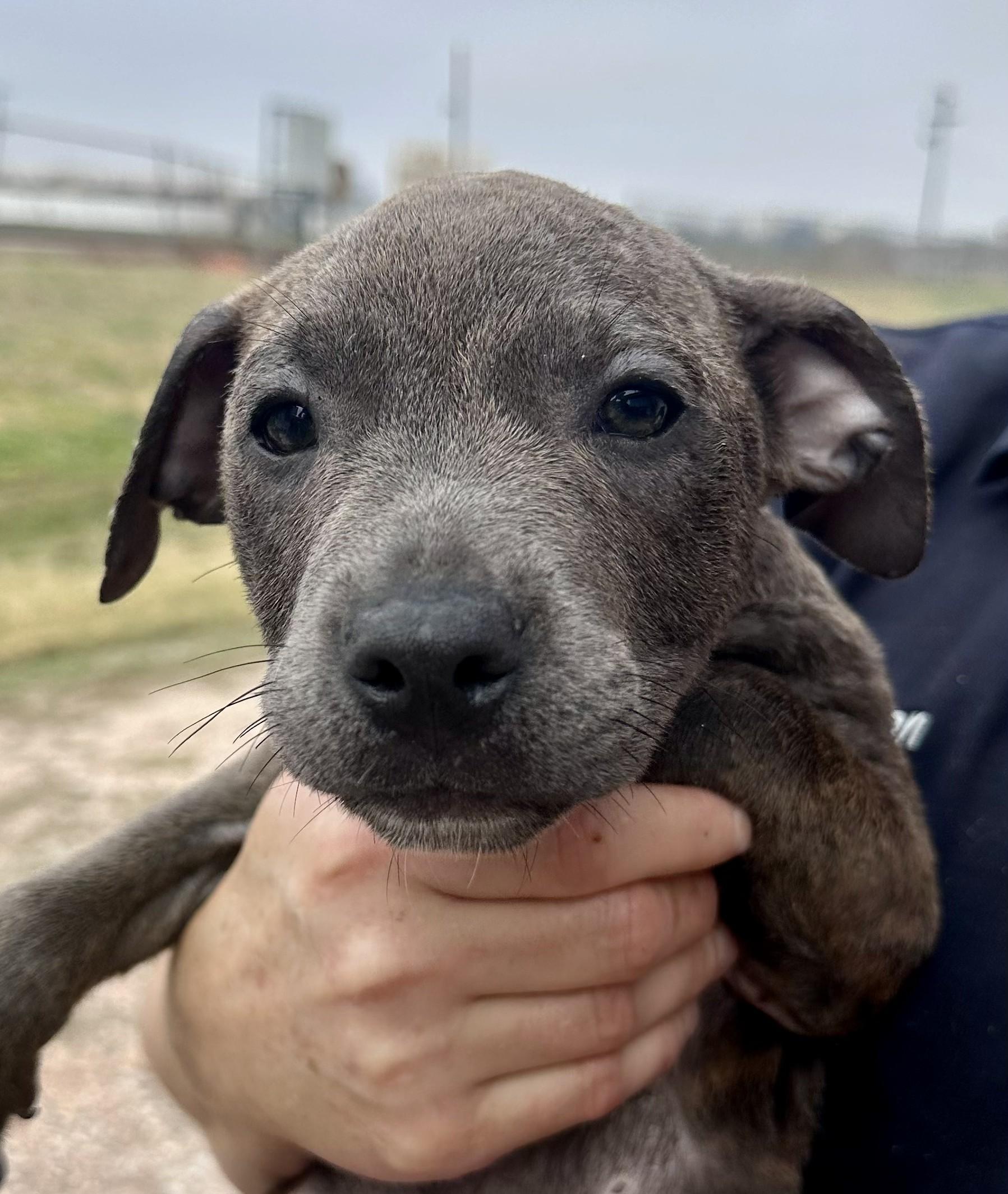 A baby medium-sized male American Staffordshire Terrier dog named Shotzie On Hold for adoption in Edna, TX