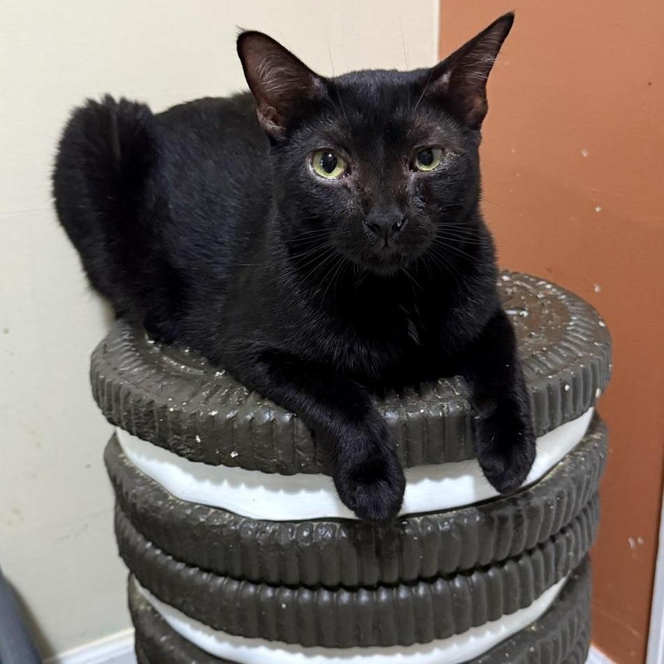 An adult large-sized male Domestic Short Hair cat named Castor for adoption in Long Beach, MS