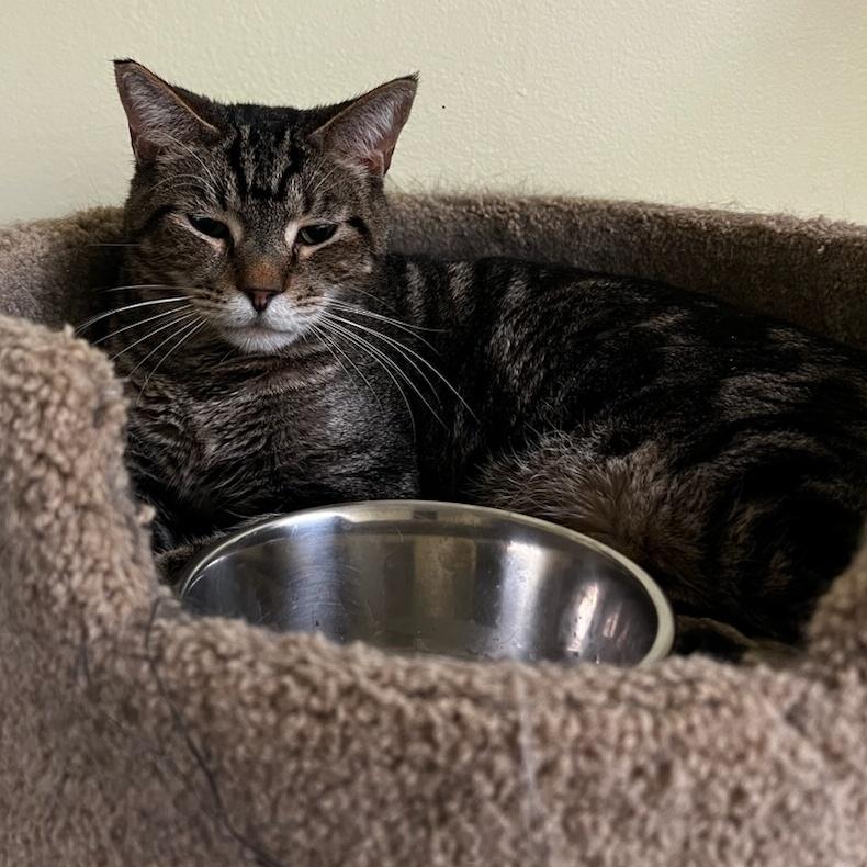 An adult medium-sized male Brown / Chocolate Tabby cat named Cosmo for adoption in Margate, FL