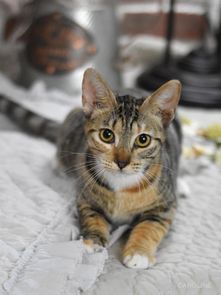 A baby medium-sized female Torbie Domestic Short Hair cat named Carolyn for adoption in Conroe, TX