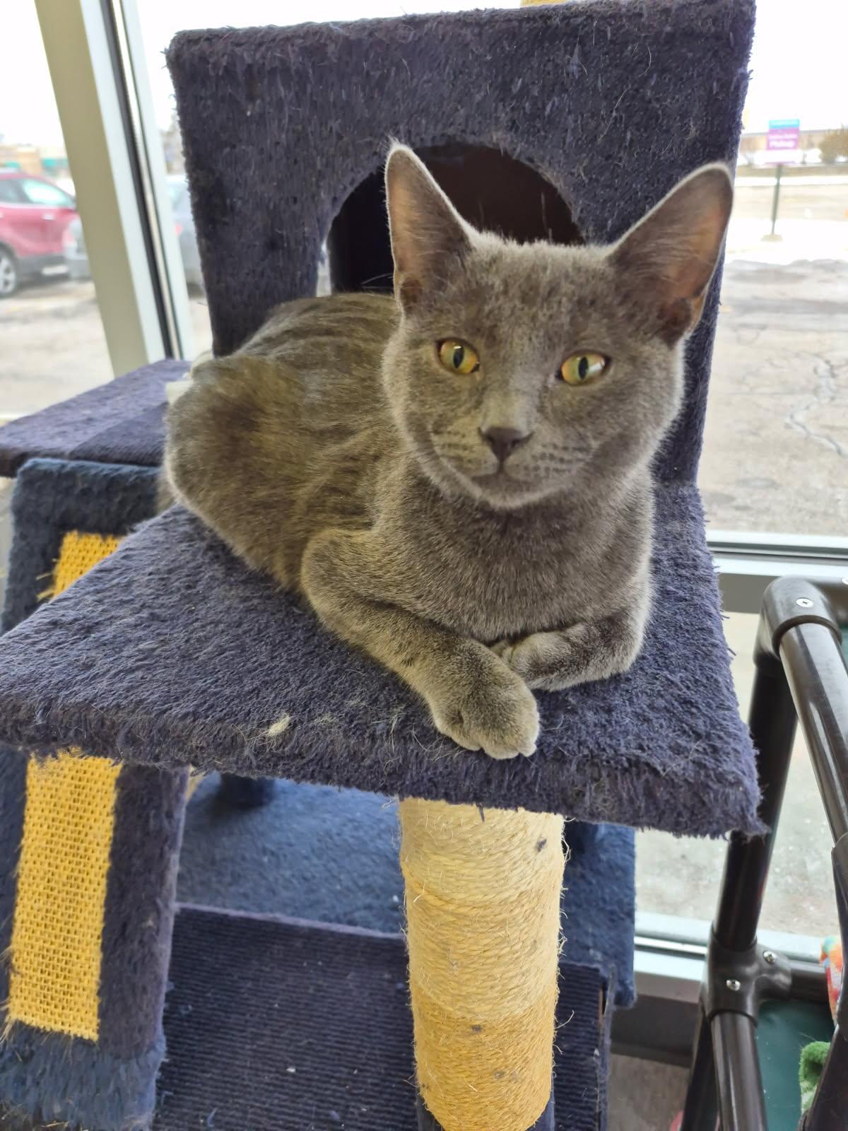 A baby medium-sized male Gray / Blue / Silver Domestic Short Hair cat named Romeo for adoption in Livonia, MI