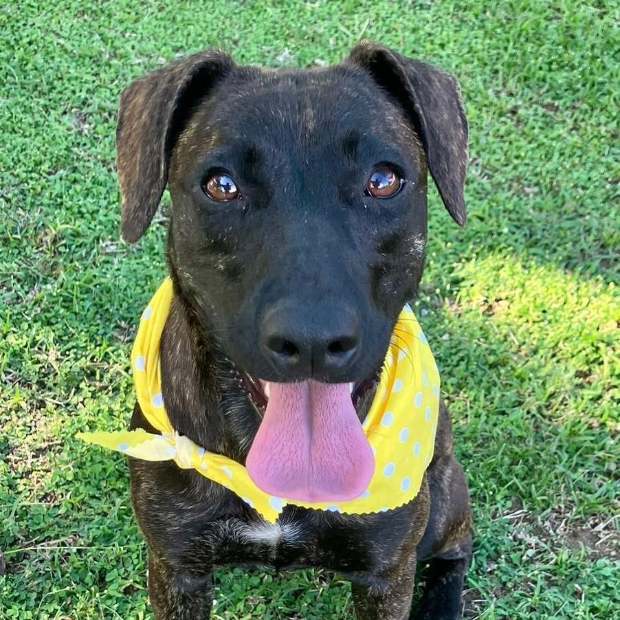 A baby medium-sized female Brindle Black Mouth Cur dog named Ebony Jane for adoption in Humacao, PR