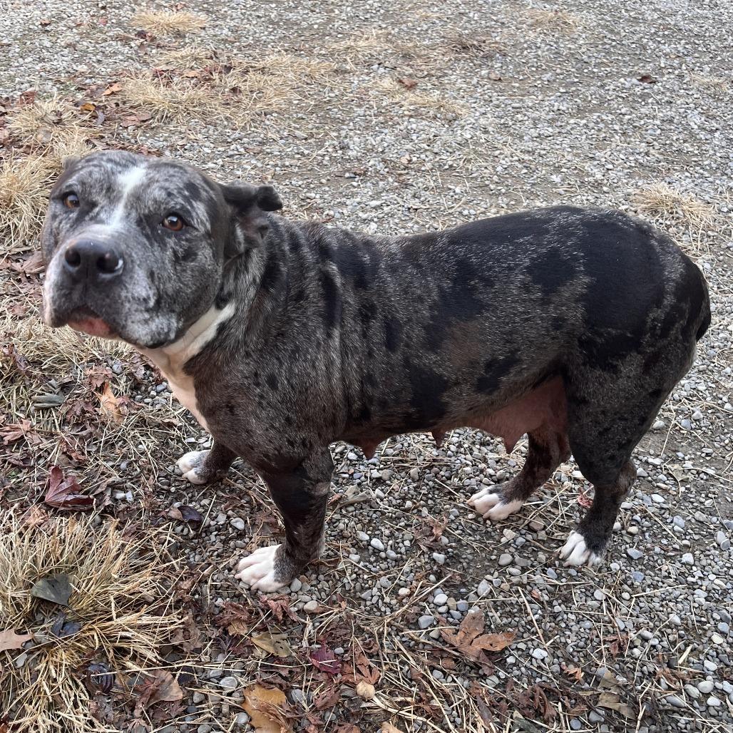 An adult large-sized female Gray / Blue / Silver Mixed Breed dog named Girl for adoption in Fairport, NY
