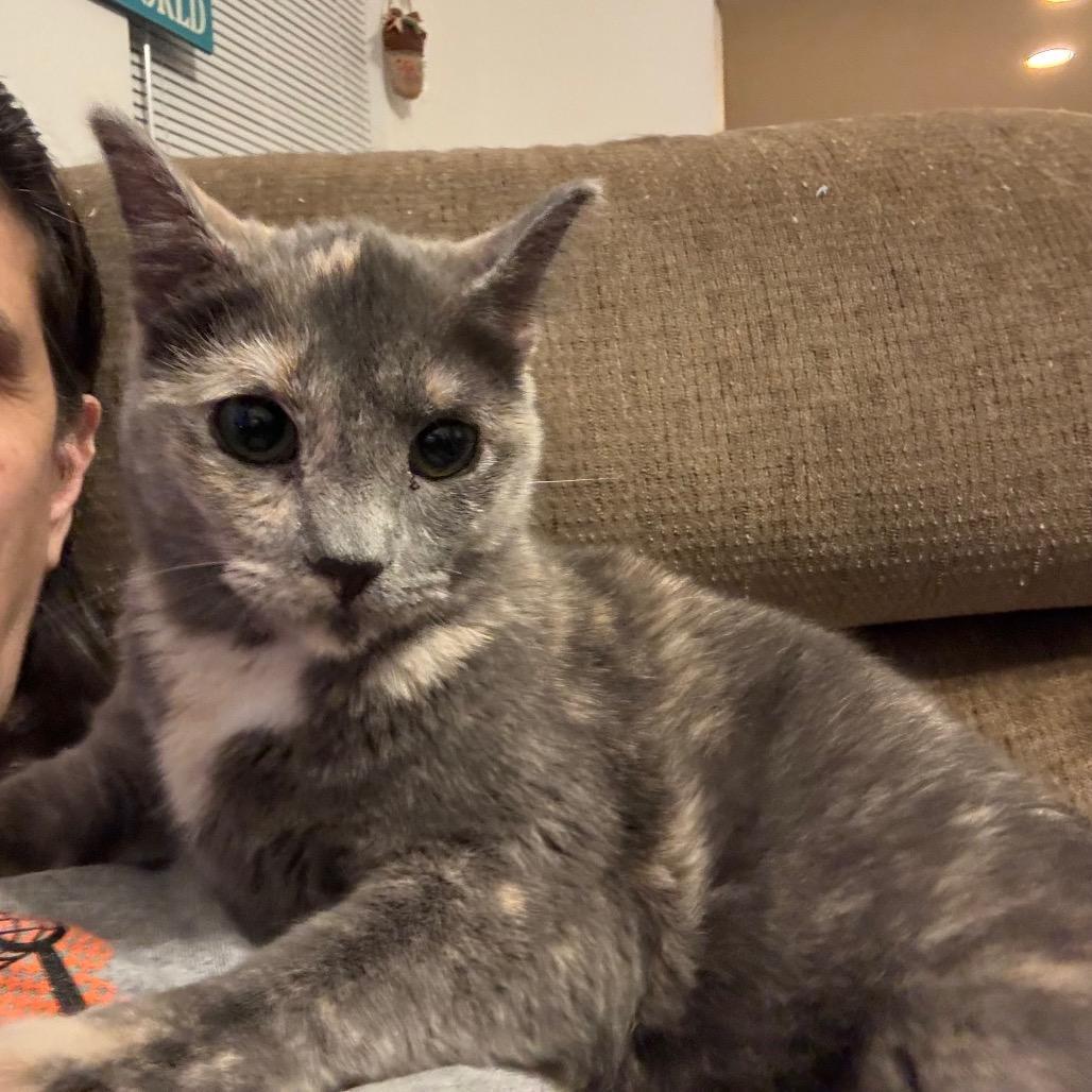 Carya Smoky Mountain_ photo 1