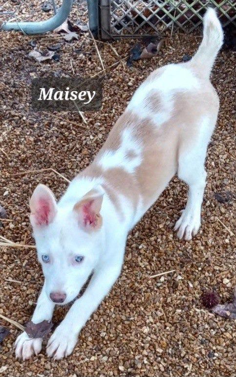 Maisey