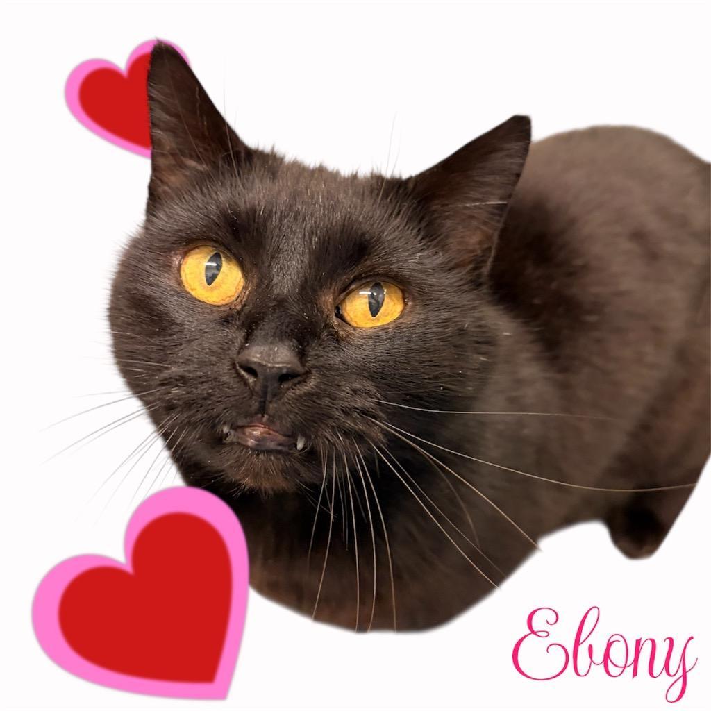 Ebony