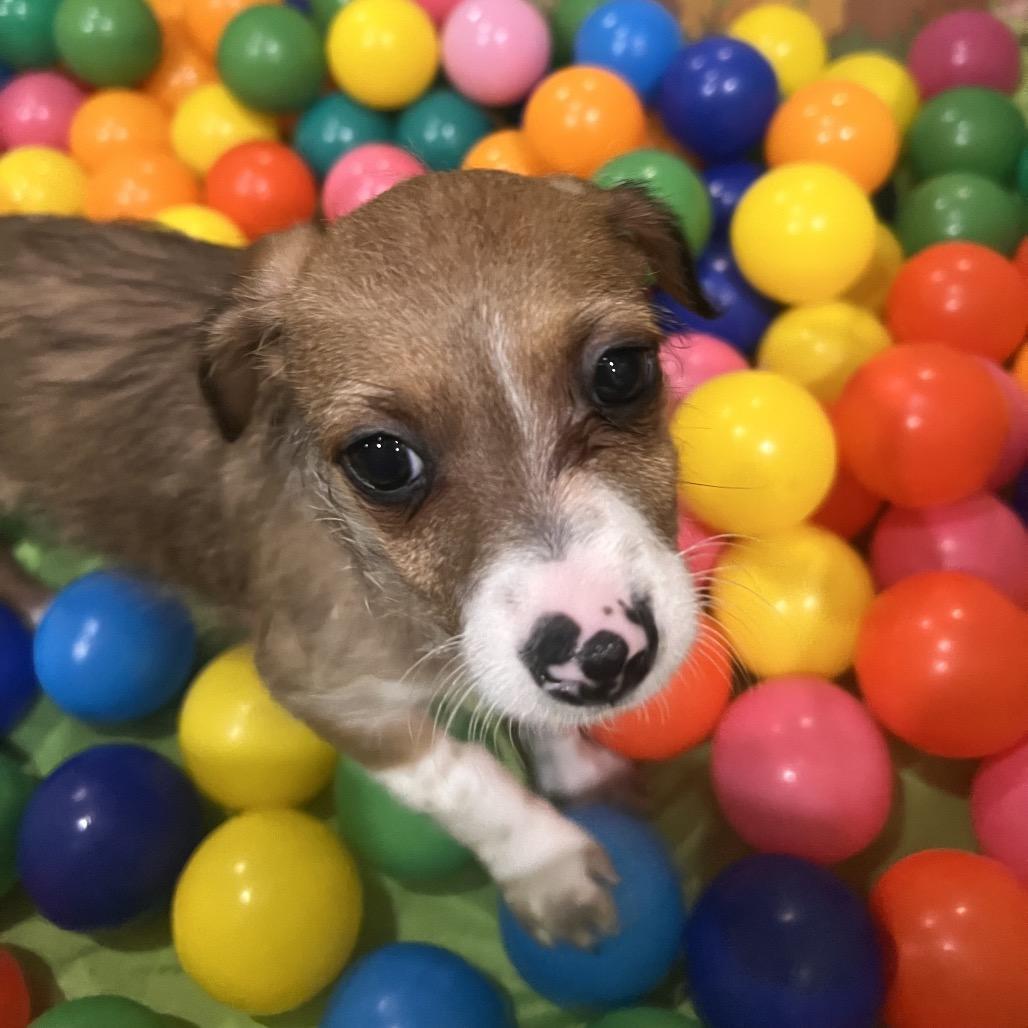 Tri State Pup: Kentucky