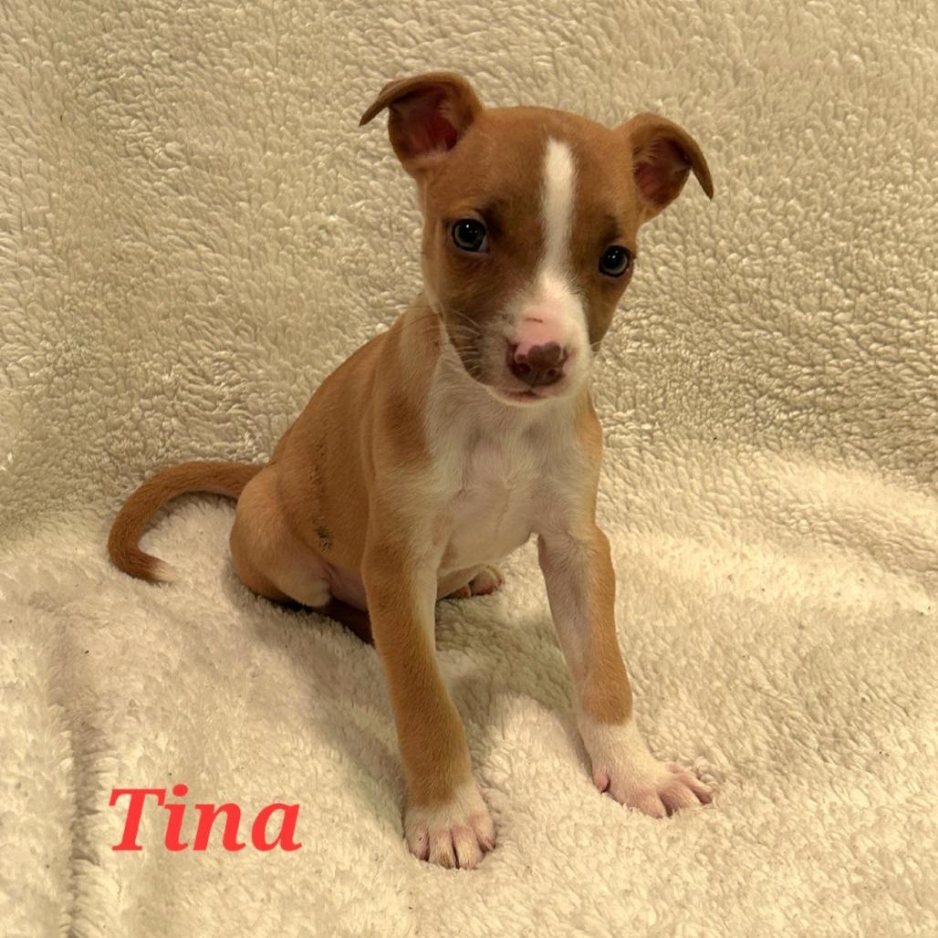 Tina