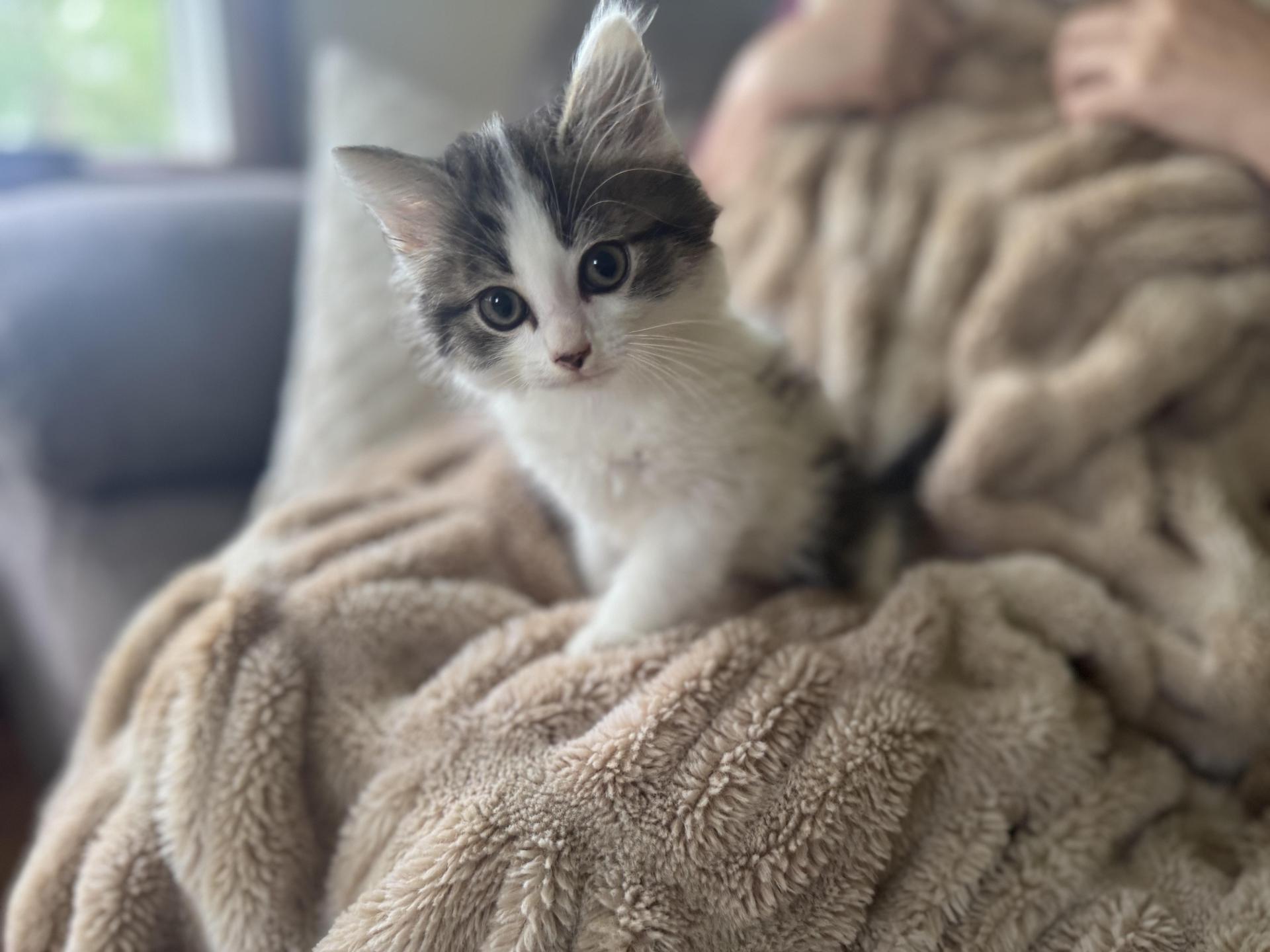 A baby small-sized male White Domestic Long Hair cat named George Transport for adoption in Gradyville, KY