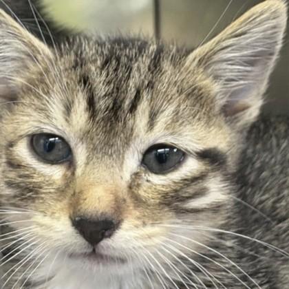 A baby small-sized male Brown / Chocolate Domestic Short Hair cat named Wesley for adoption in Rapid City, SD