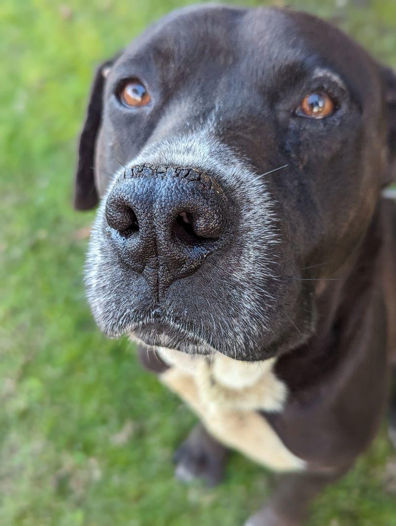 An adult large-sized male Black Labrador Retriever dog named Samuel for adoption in Bellflower, CA