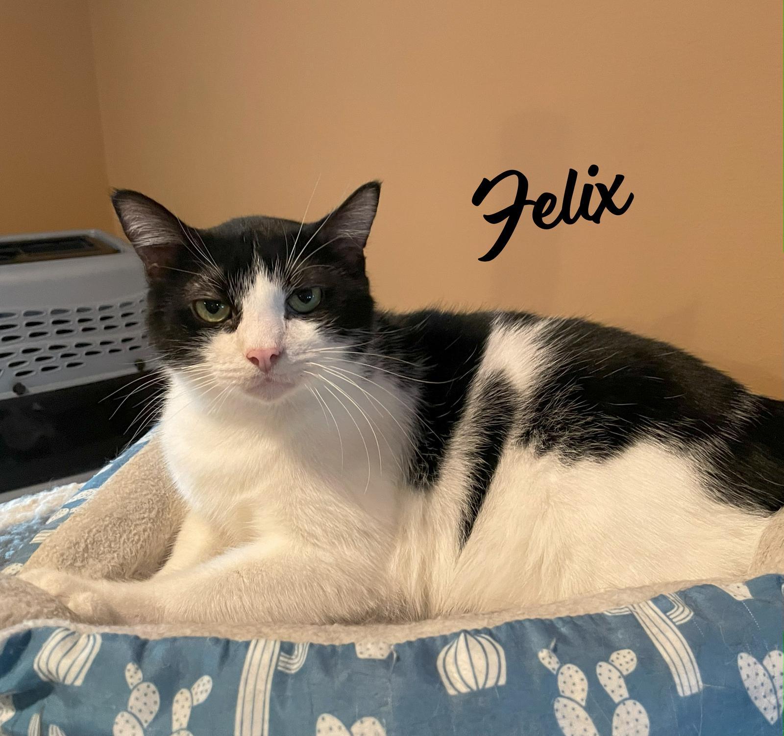 Felix Bondedtosqueakers