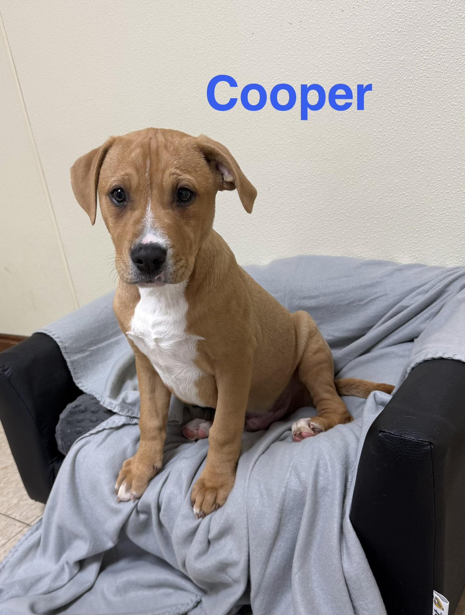 Cooper