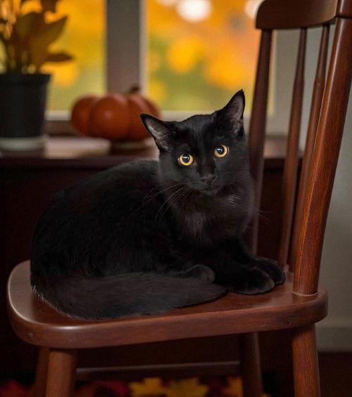 A baby medium-sized female Black Domestic Short Hair cat named Ilona for adoption in Walled Lake, MI