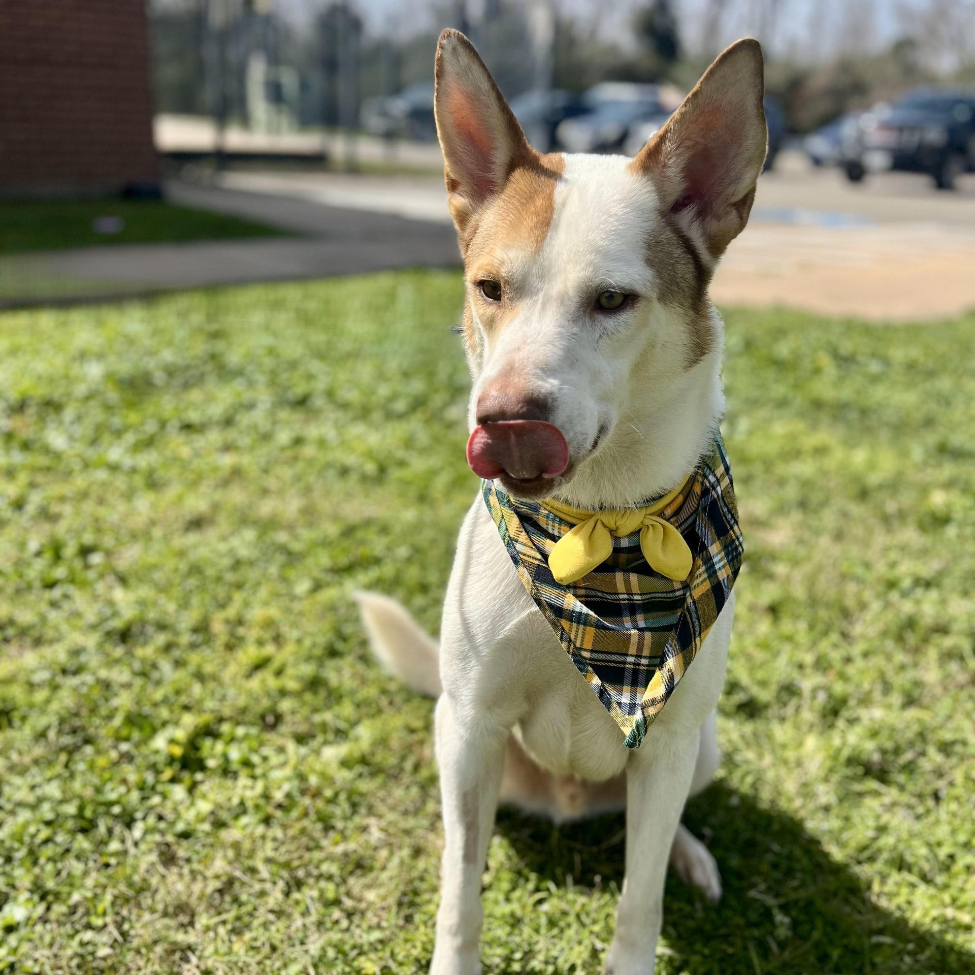 An adult medium-sized male Shepherd dog named Guava for adoption in angleton, TX