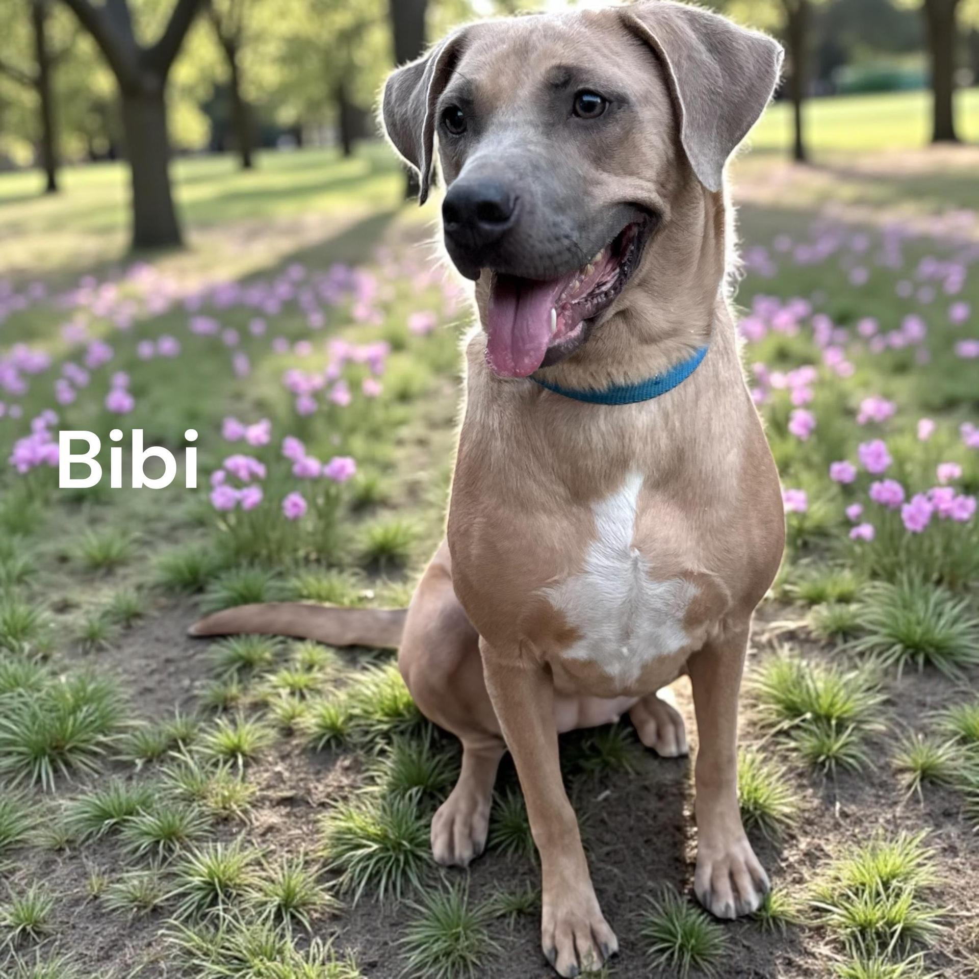 A young medium-sized female Labrador Retriever dog named Bibi for adoption in Allen, TX