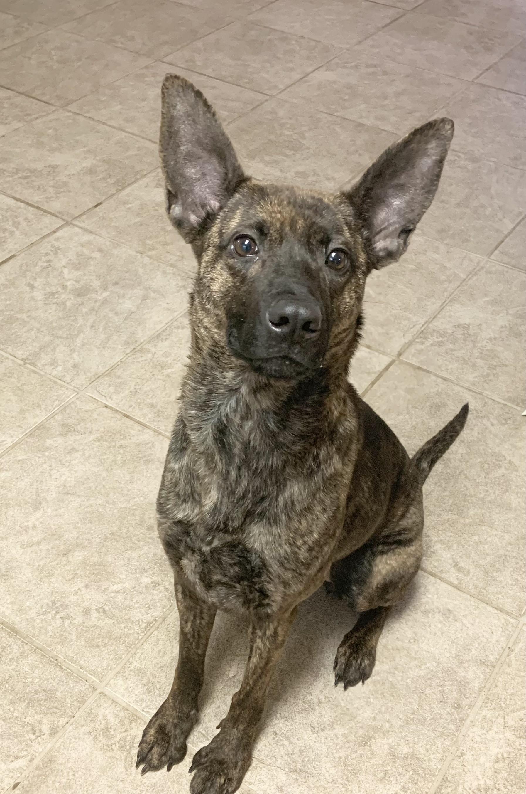 Jade. Partial Sponsor