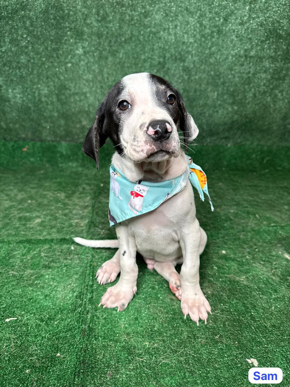 Sam photo 1