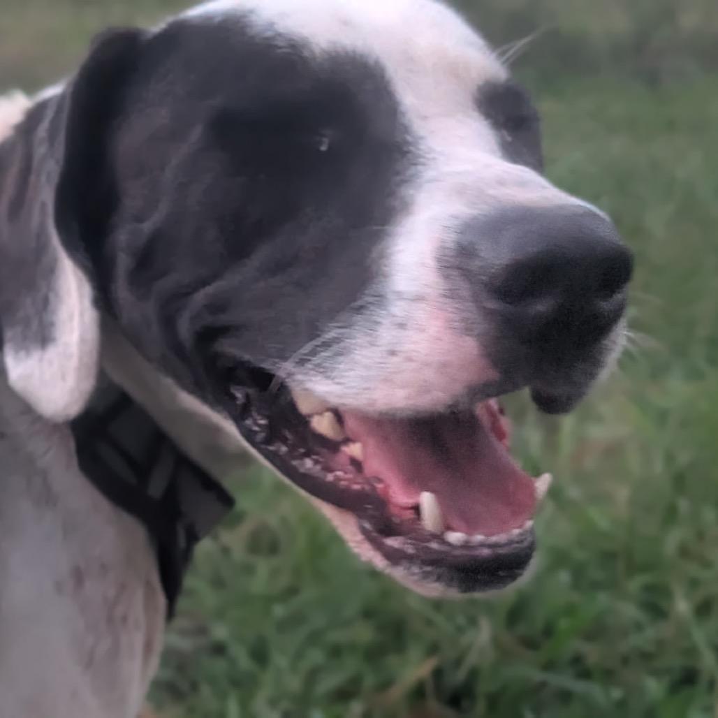 An adult large-sized male White / Cream Mixed Breed dog named Moose for adoption in Alabaster, AL