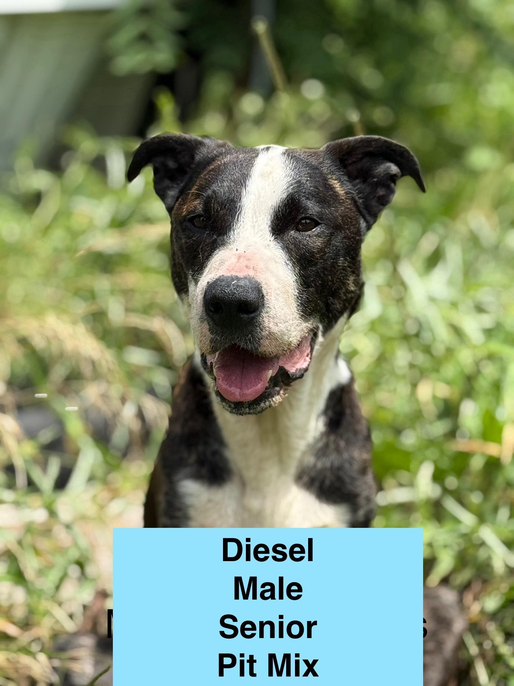 Diesel