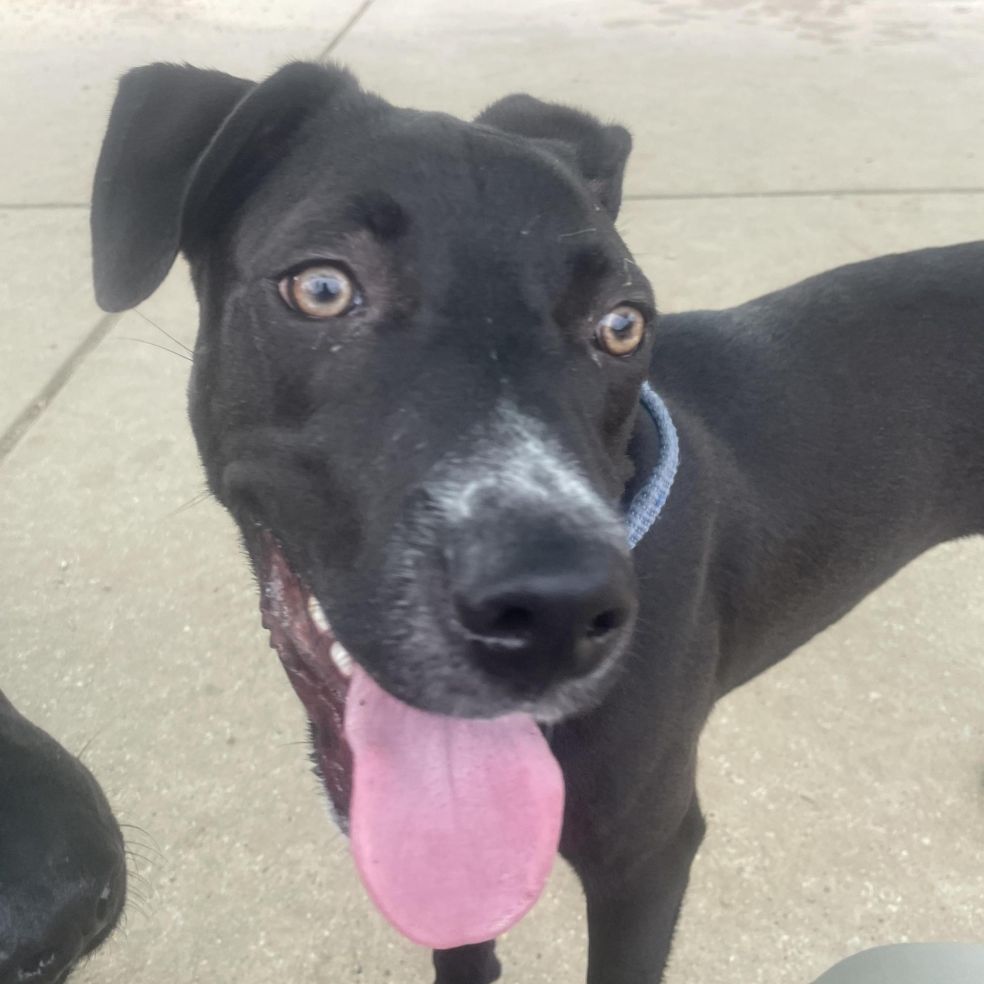 A young medium-sized male Labrador Retriever dog named Taco for adoption in Sugar Land, TX
