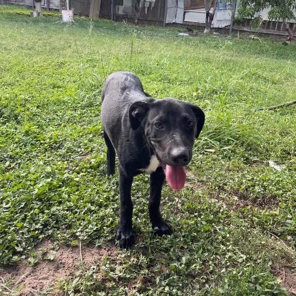 A baby medium-sized male Labrador Retriever dog named Goose for adoption in Harlingen, TX