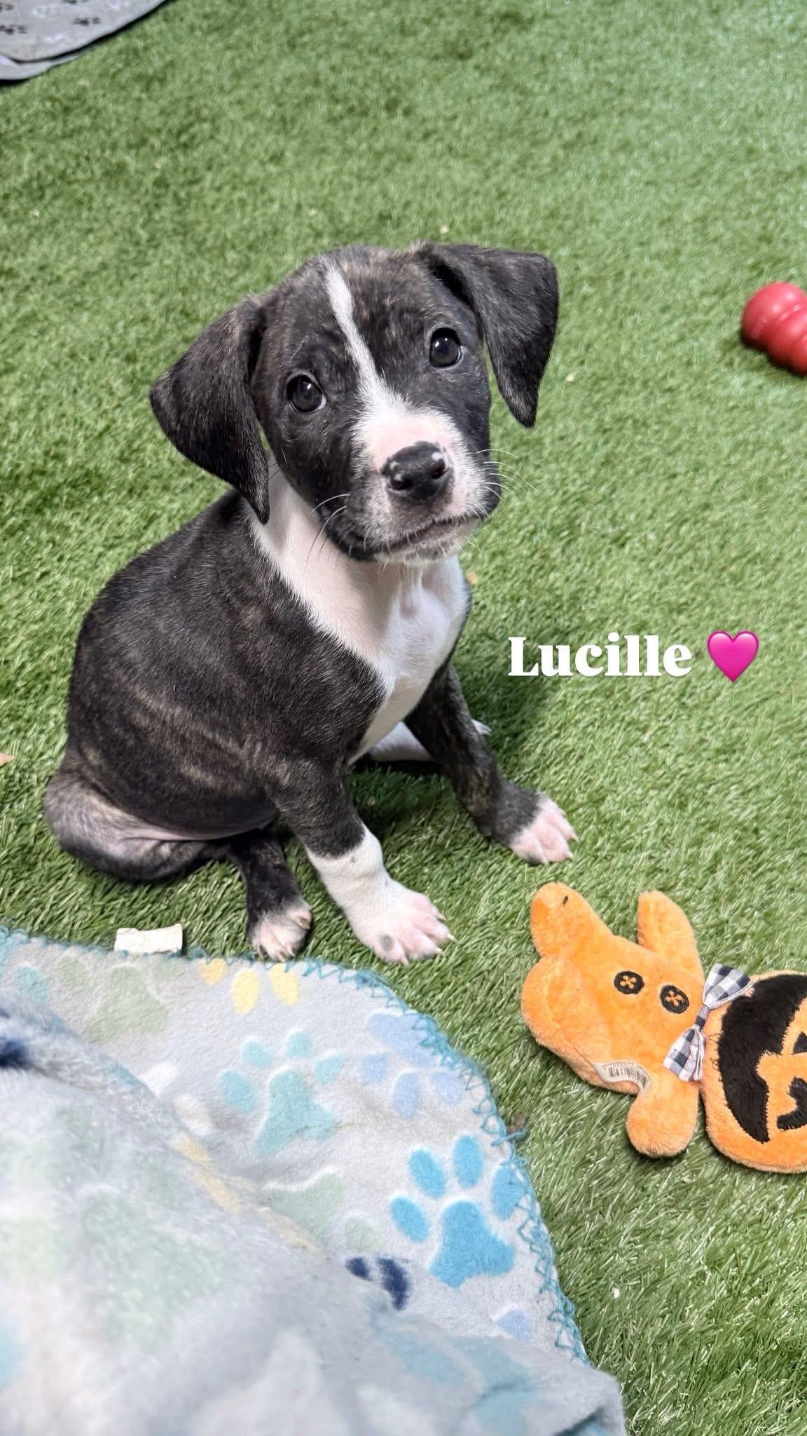 Lucille