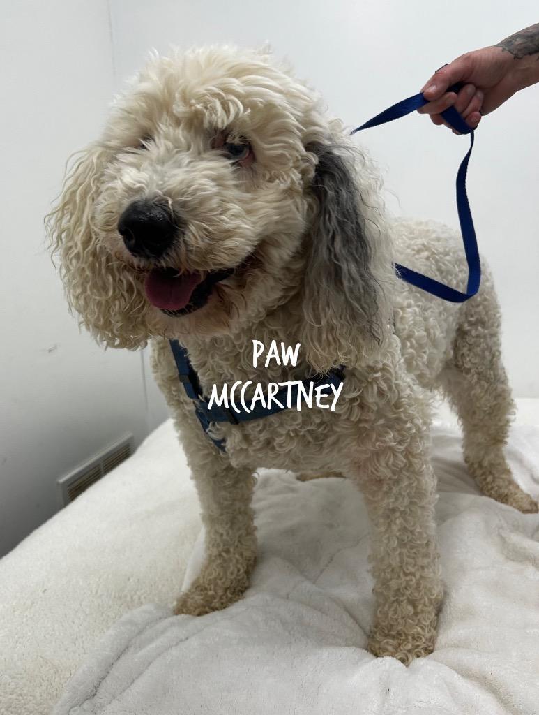 Paw Mccartney photo 1