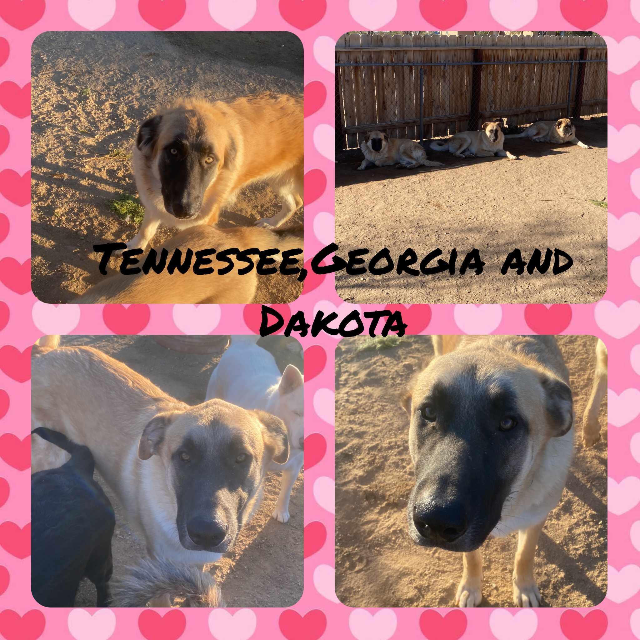 Tennessee Georgia And