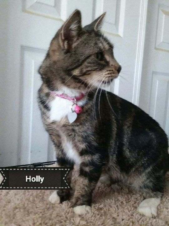 Holly