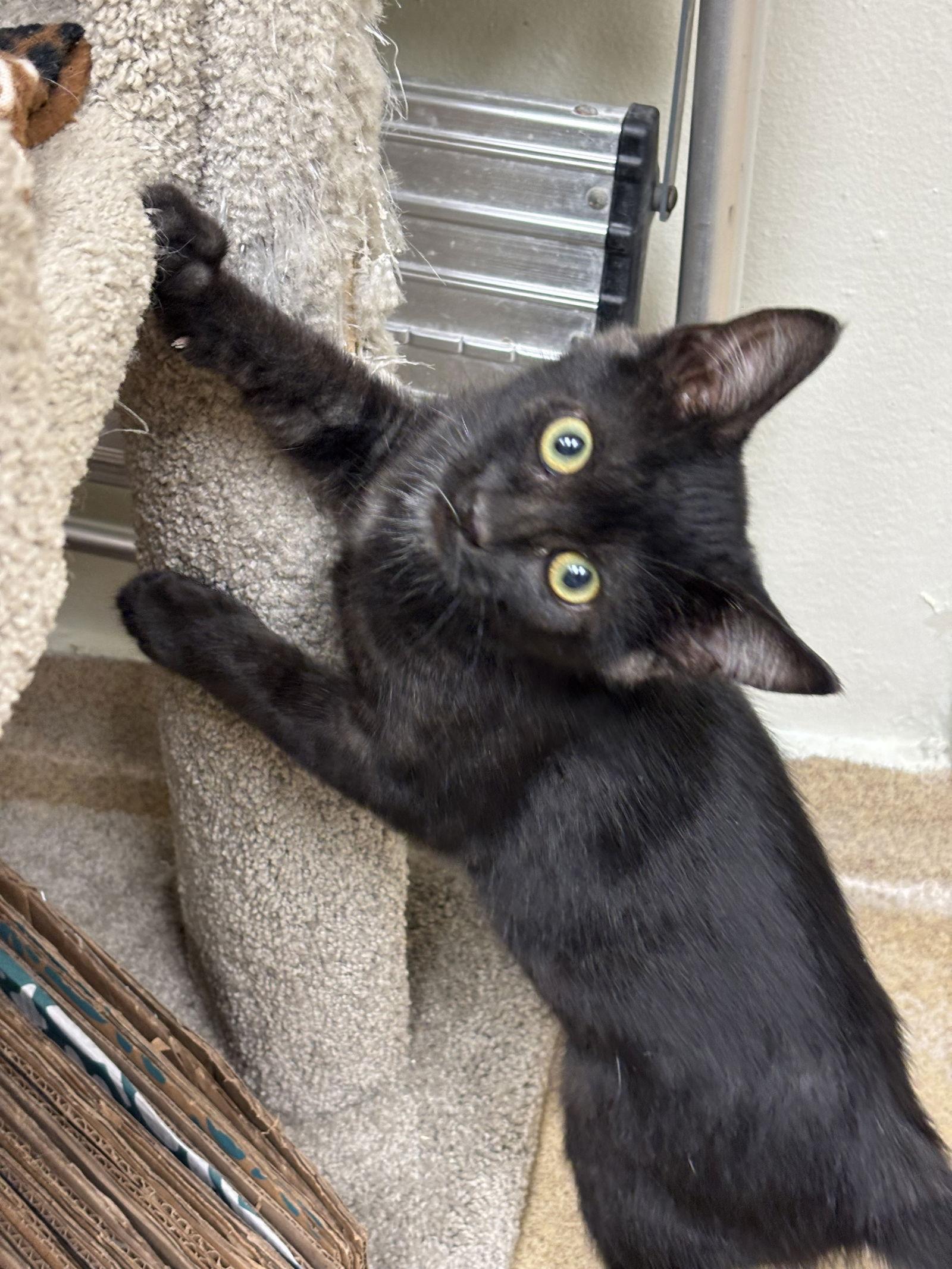A baby medium-sized male Domestic Short Hair cat named Salem for adoption in Brick, NJ