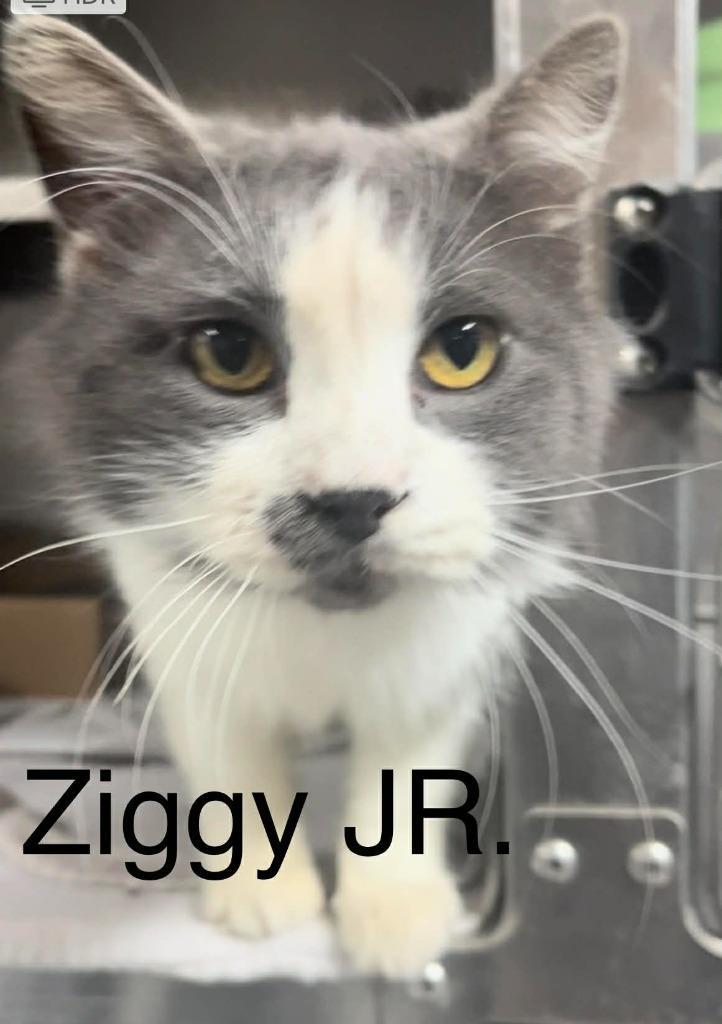 Ziggy Jr