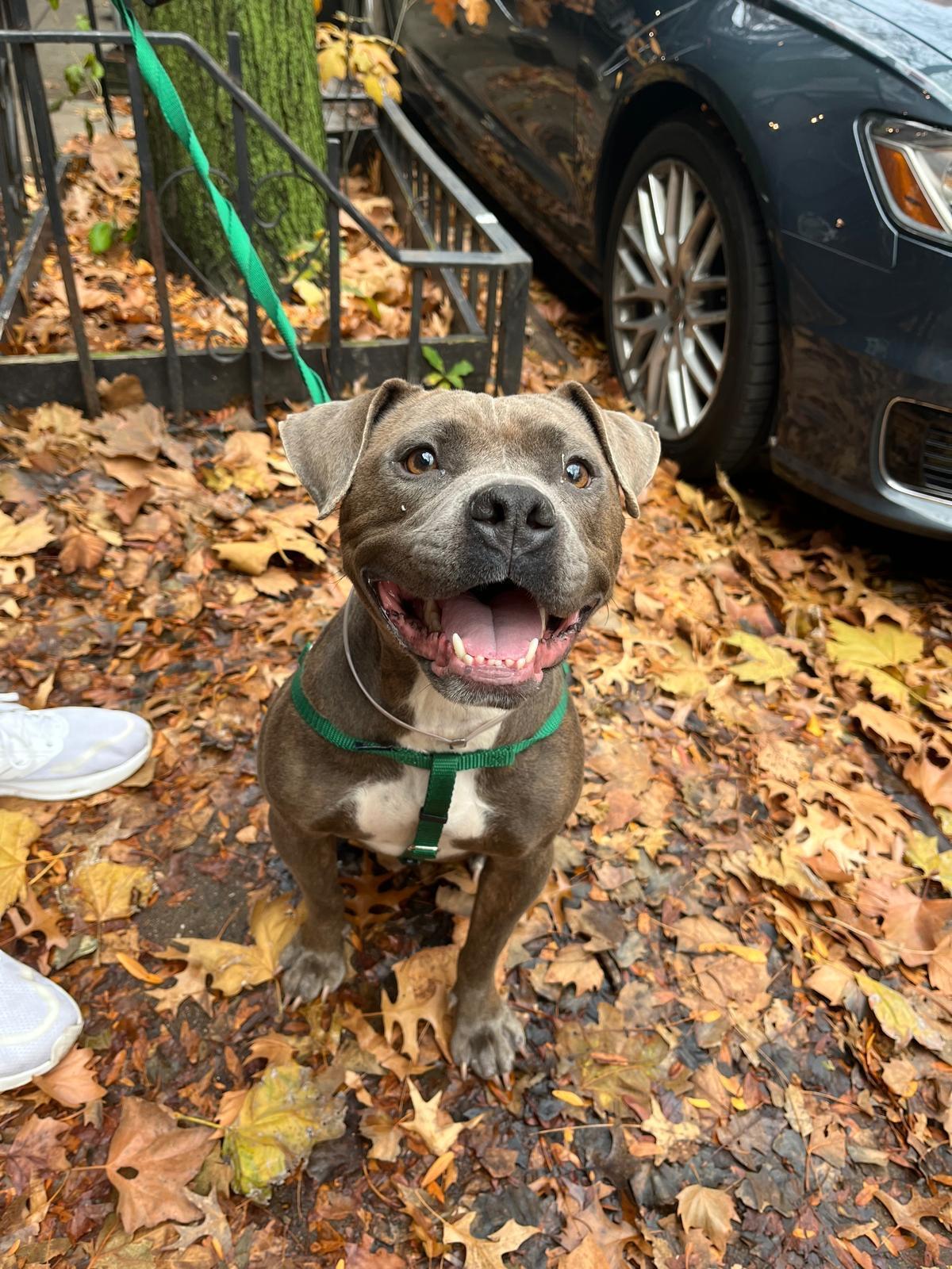 An adult medium-sized female Gray / Blue / Silver Mixed Breed dog named Zeyta for adoption in Vassalboro, ME