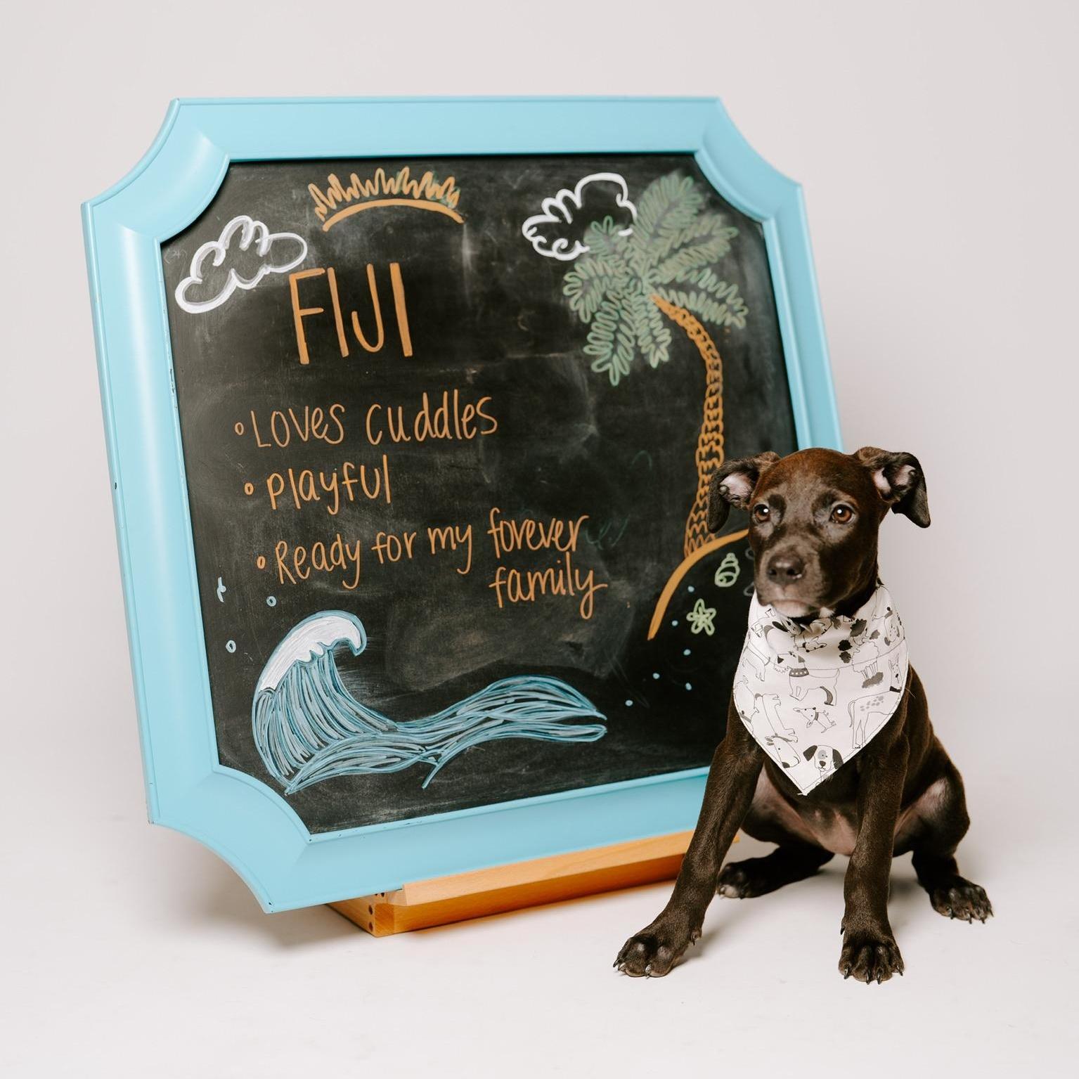 A young medium-sized female Black Pit Bull Terrier dog named Fiji for adoption in Spring, TX