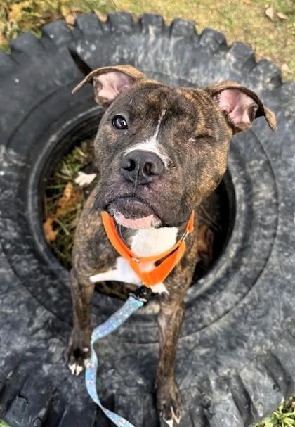 Little Dough Boy photo 1