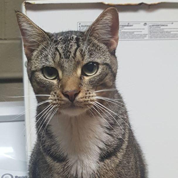 An adult large-sized male Gray / Blue / Silver Tabby cat named Brewster for adoption in Emporia, VA