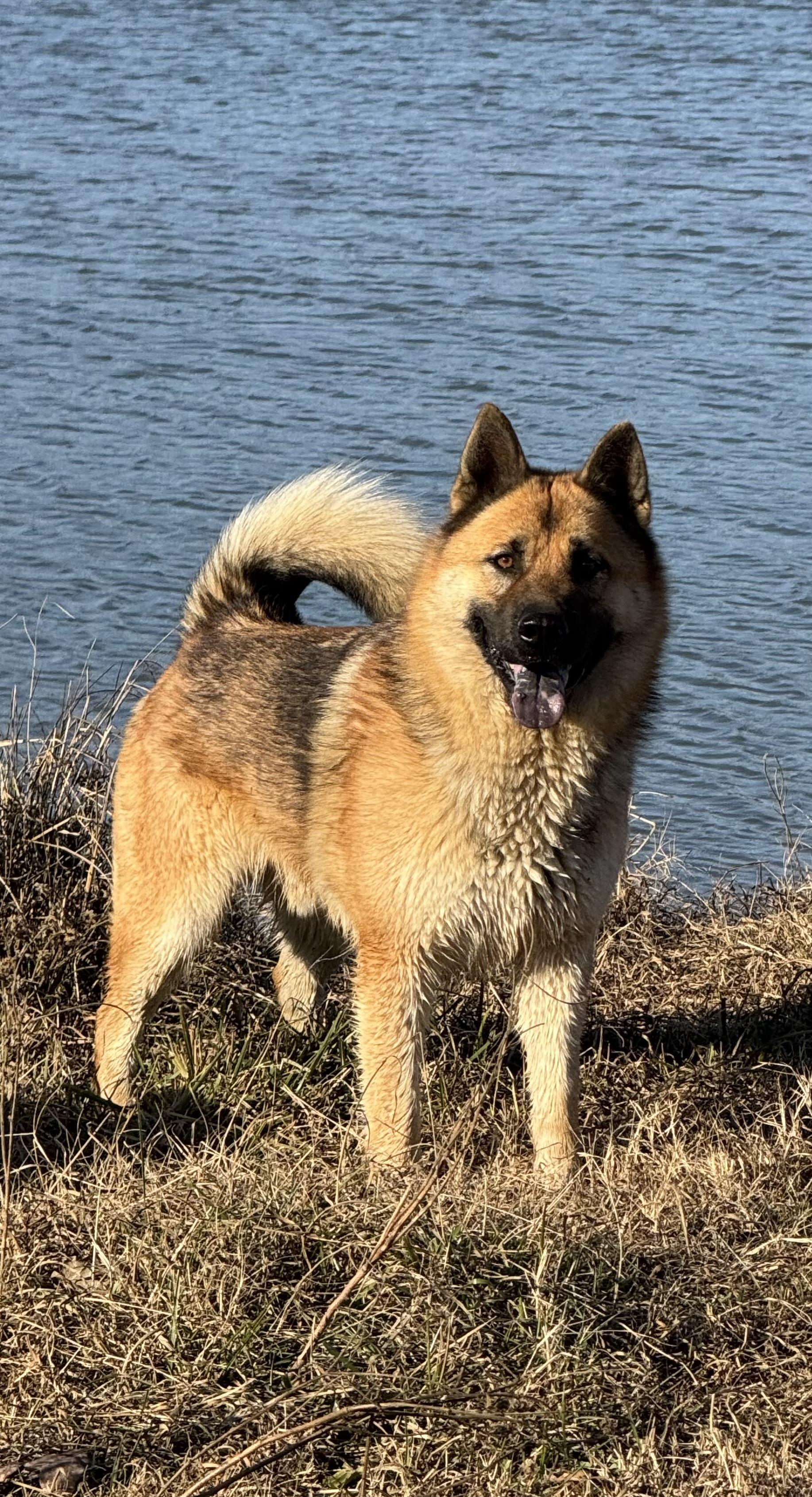 An adult large-sized male Apricot / Beige Husky dog named Brutus for adoption in Holly Springs, MS