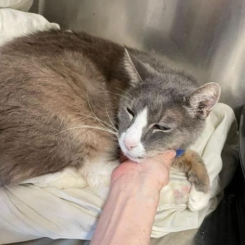 Duke Who Should photo 1