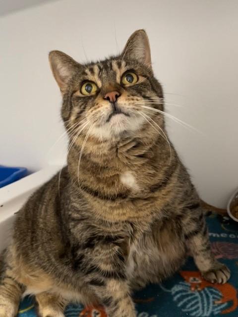 An adult medium-sized female Tabby (Brown / Chocolate) Domestic Short Hair cat named June for adoption in Hayward, WI