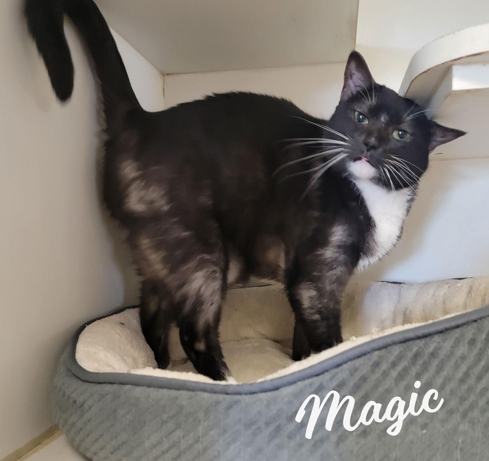 Magic Smoketuxedo