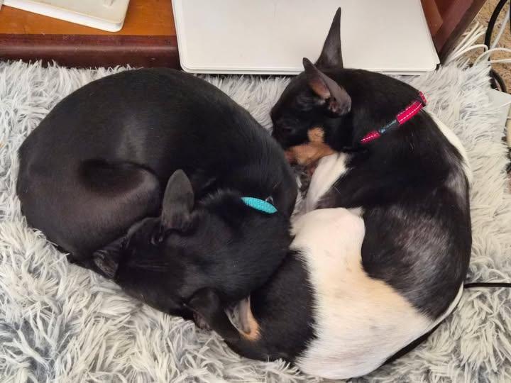 Freckles And Chicklet