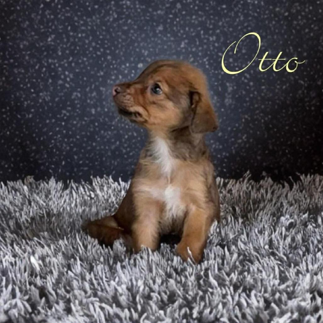 Otto