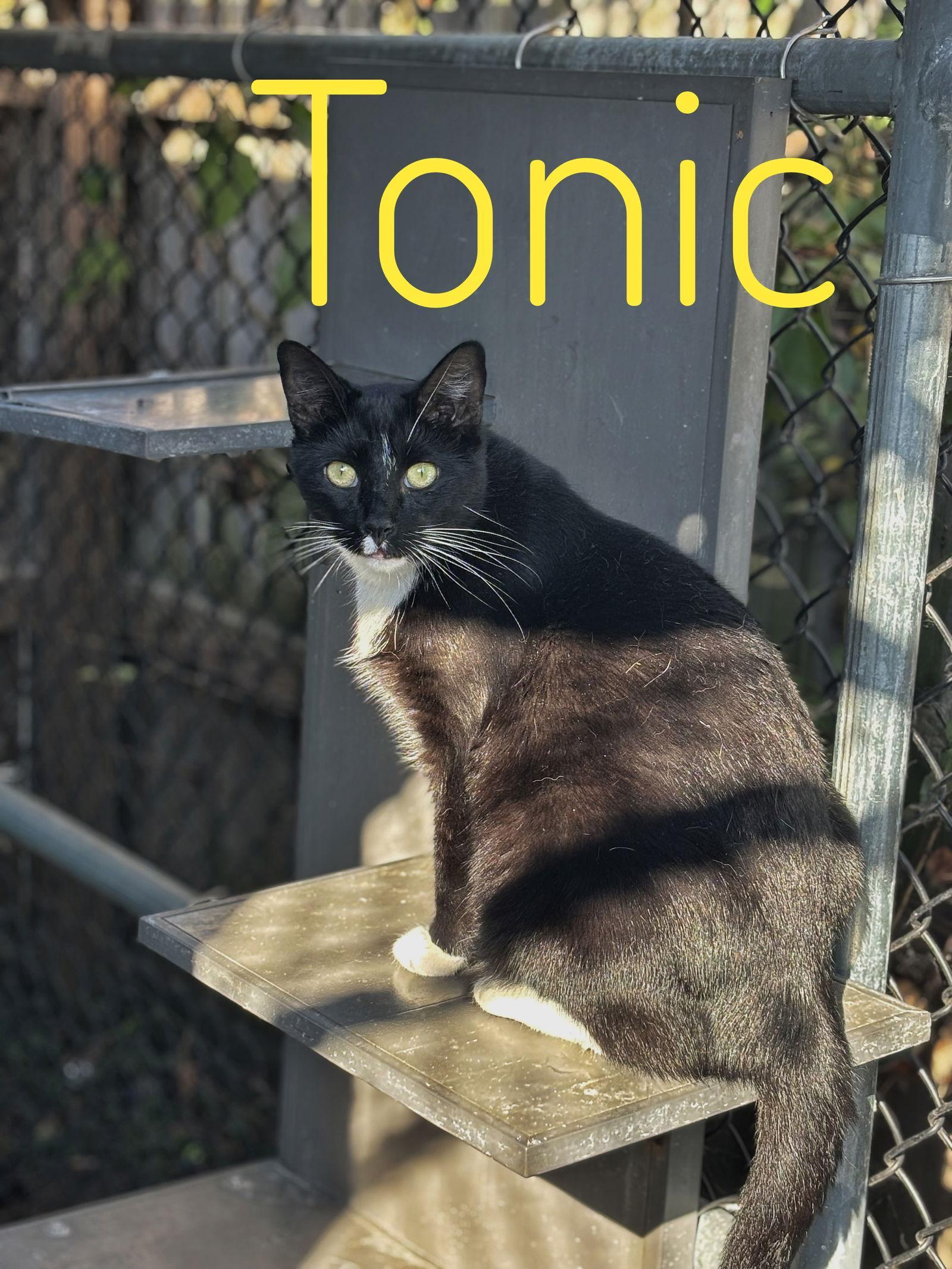 Tonic Cchs