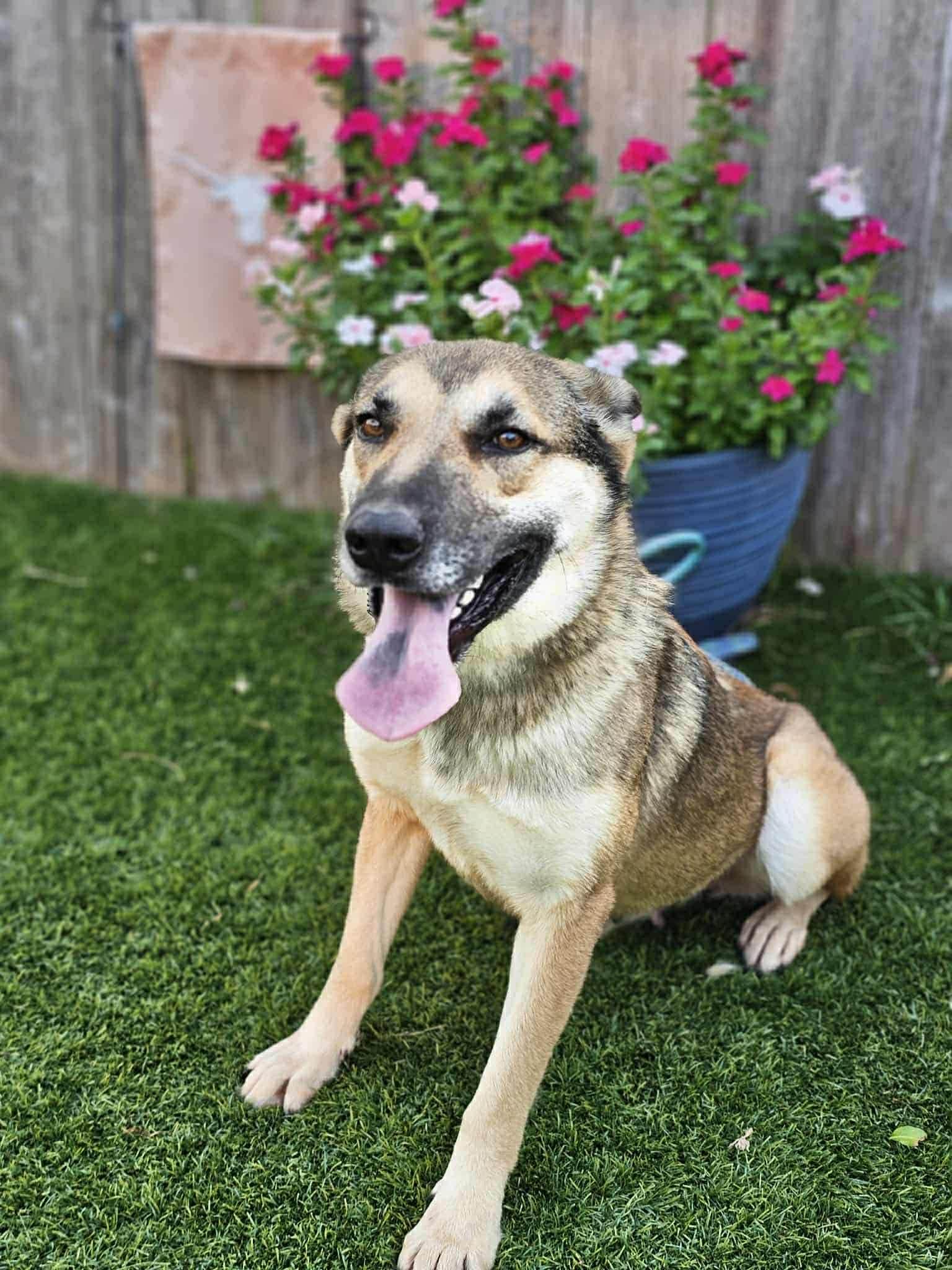 An adult medium-sized female German Shepherd Dog dog named Hestia Gs for adoption in Allen, TX