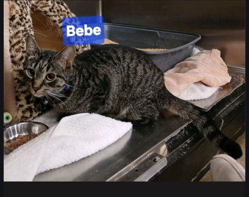 Bebe
