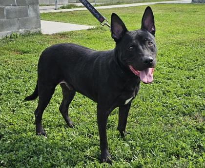 Jelly Rollover Fka Dog